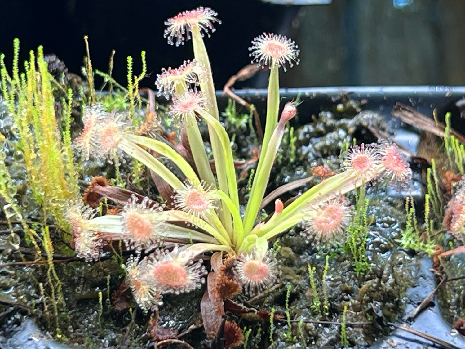Drosera caduca - Bachsten Creek, Kimberley, Au