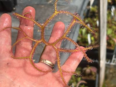 Drosera binata var. multifida extrema 1+ Plants