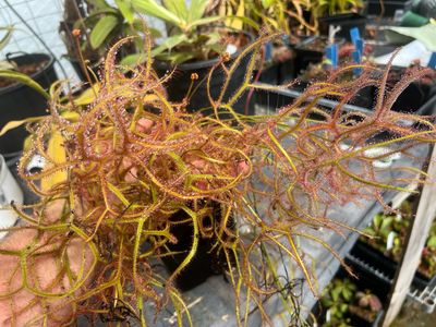 Drosera binata var. multifida extrema 