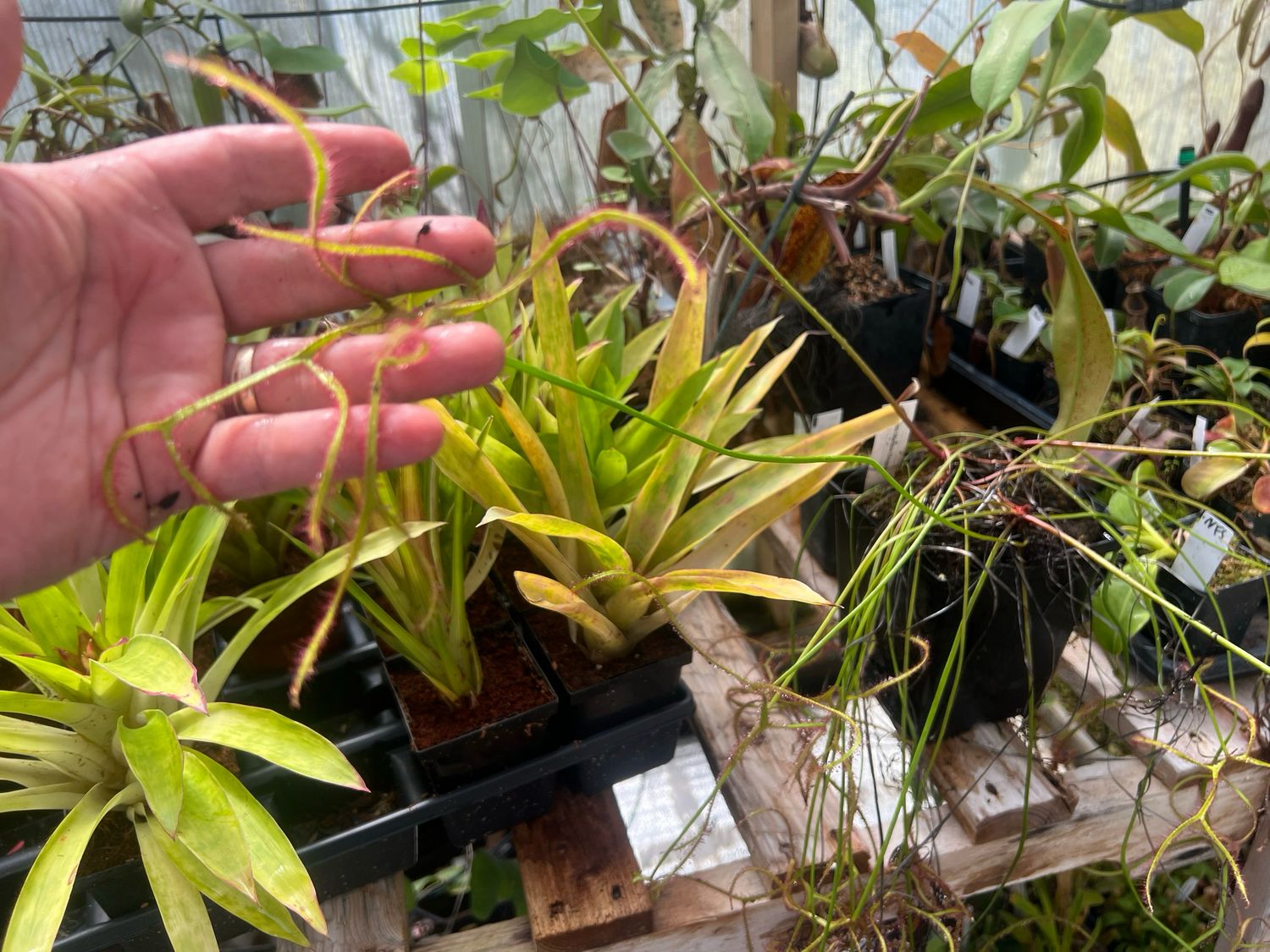 Drosera binata Cv. Marston's Dragon