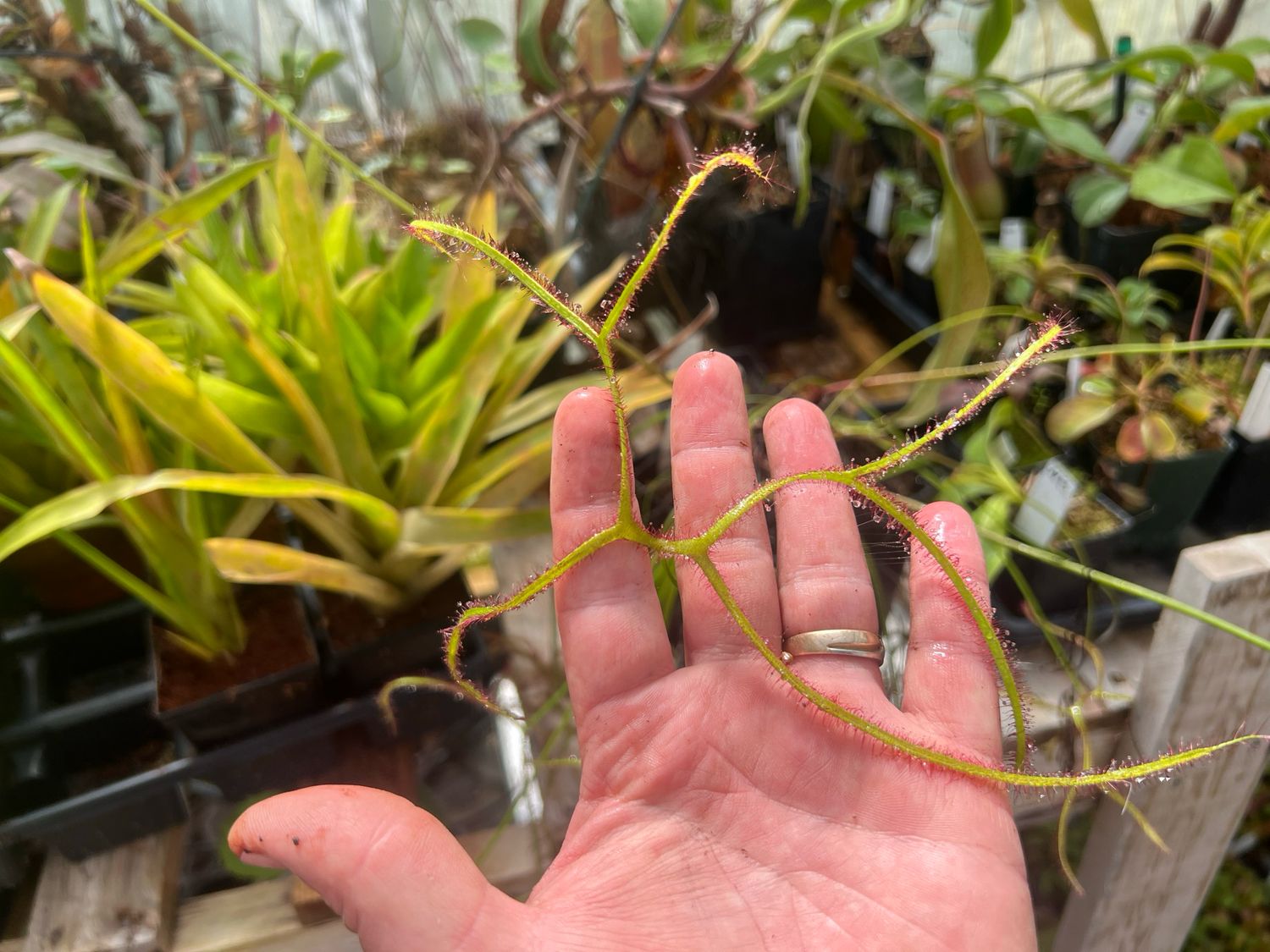 Drosera binata Cv. Marston&#39;s Dragon