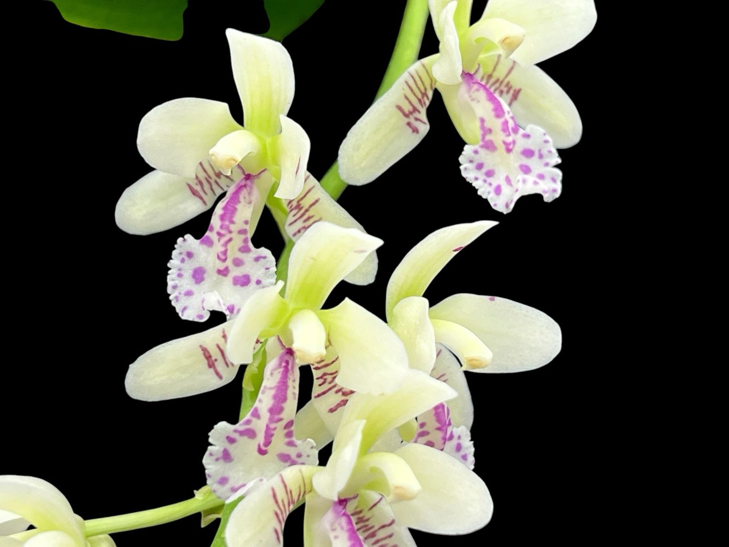 Sedirea japonica Orchid