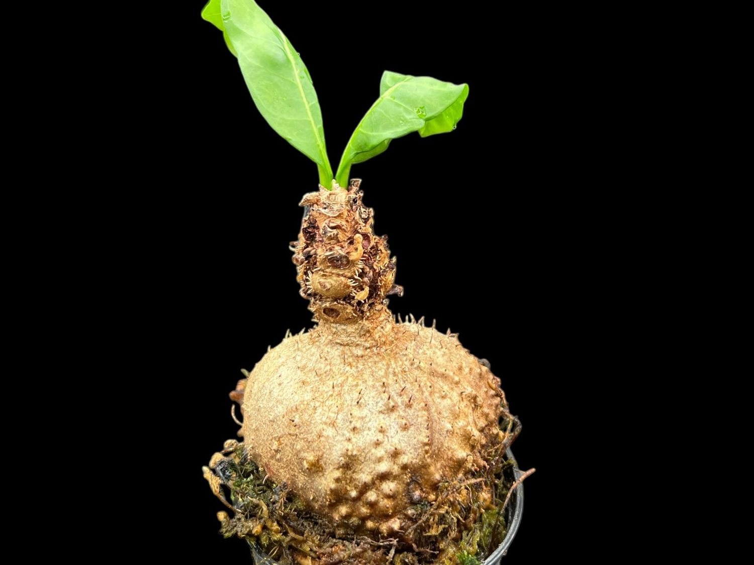Ant Plant - Myrmecodia platytyrea (Sepik River, PNG)
