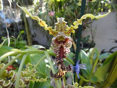 Dendrobium spectabile Orchid