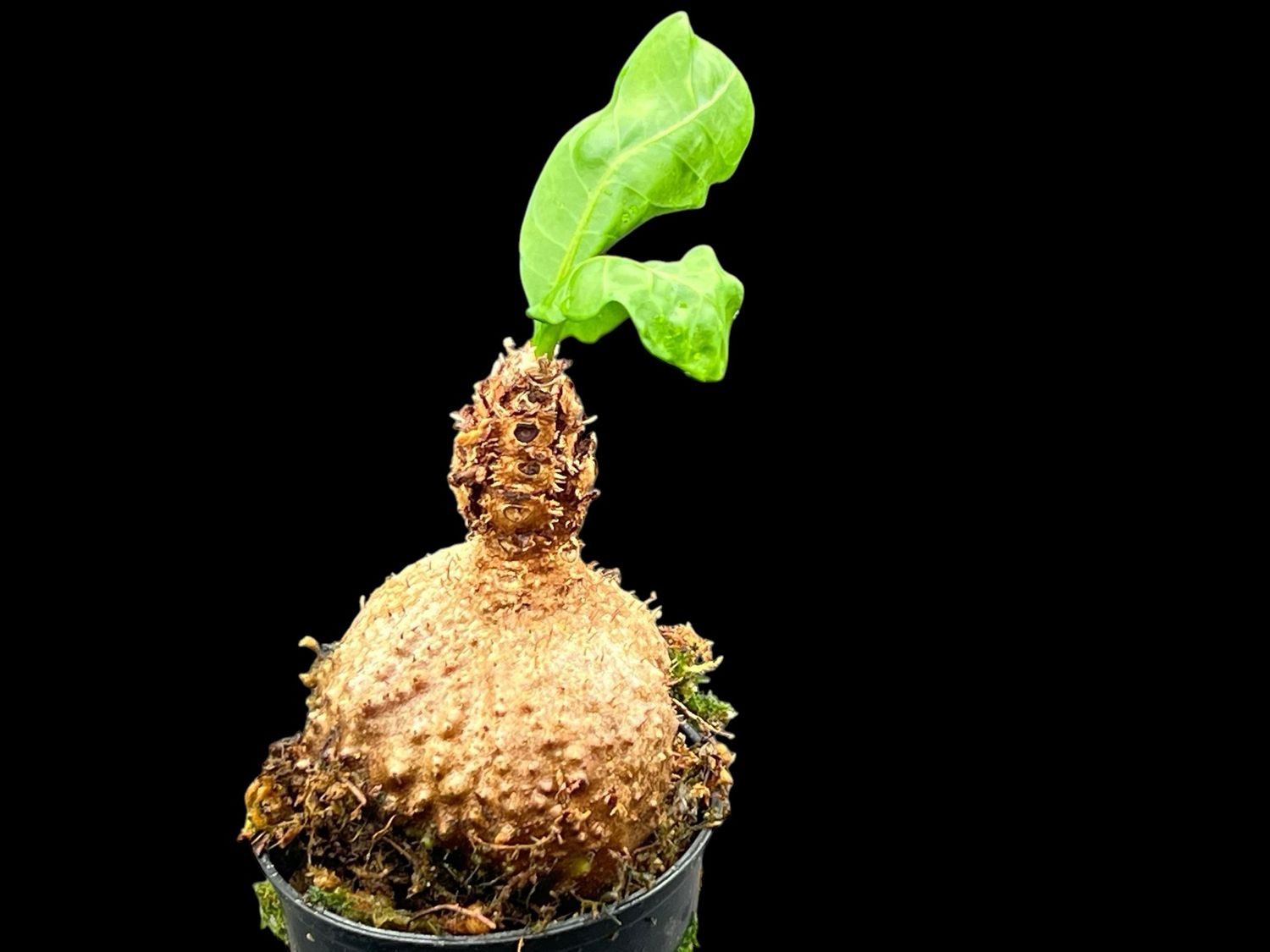 Ant Plant - Myrmecodia platytyrea (Sepik River, PNG)
