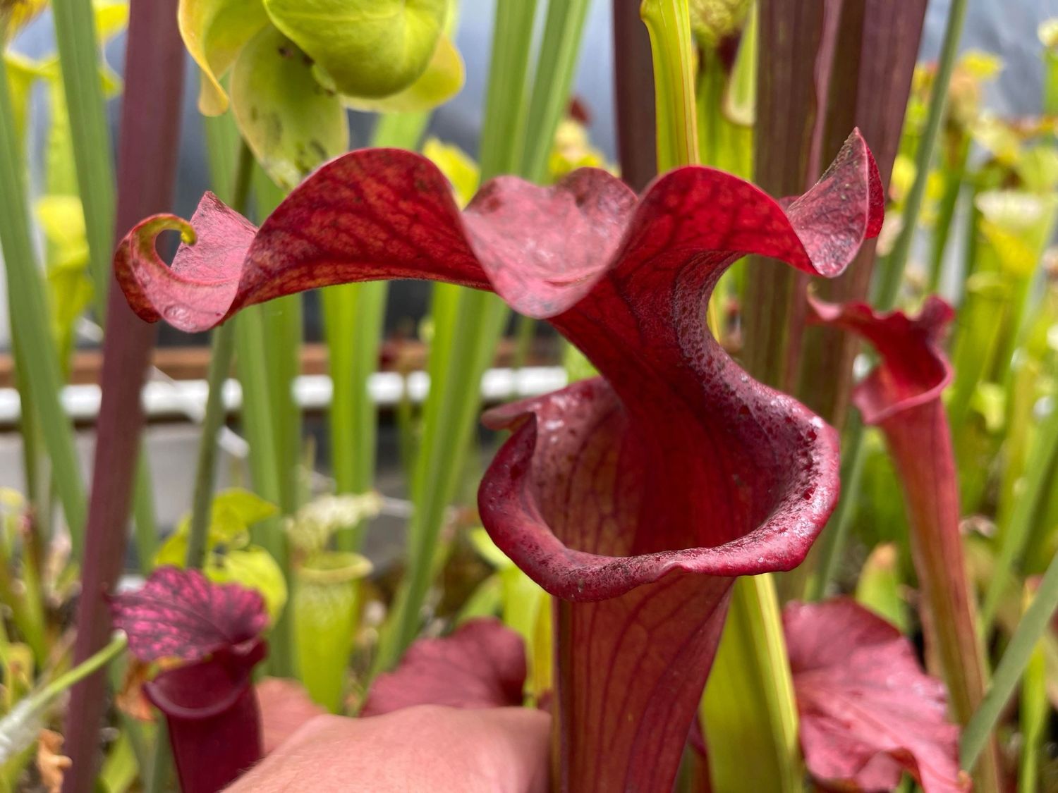 Sarracenia ‘Reptilian Rose’ Divisions 