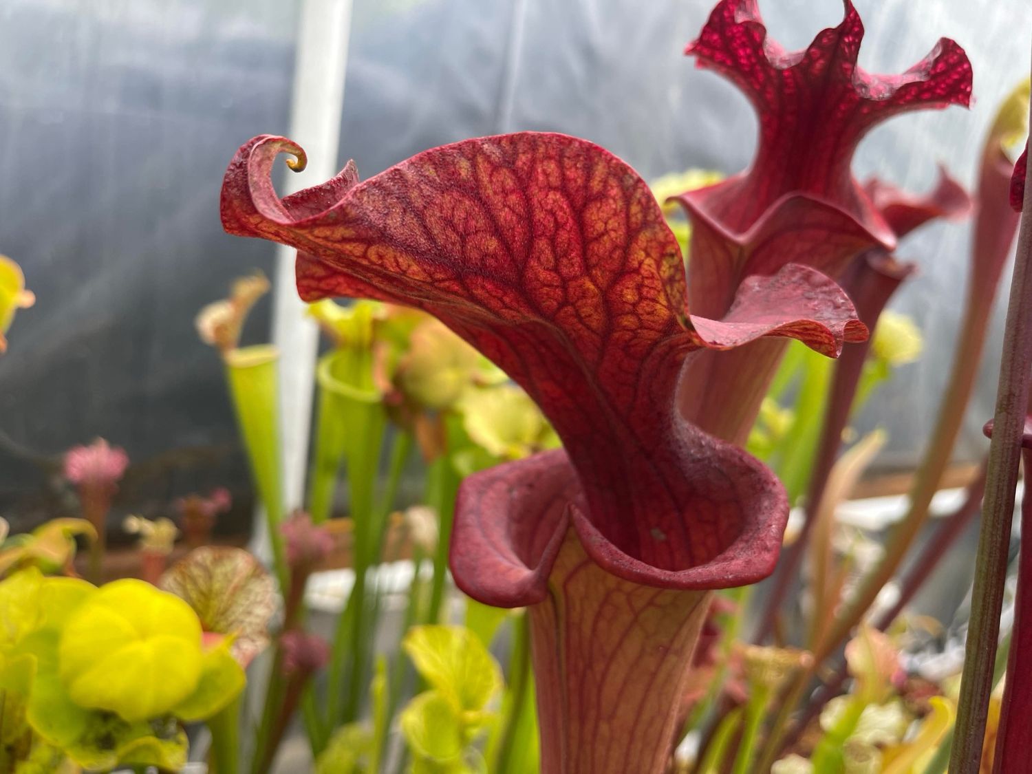 Sarracenia ‘Reptilian Rose’ Divisions 