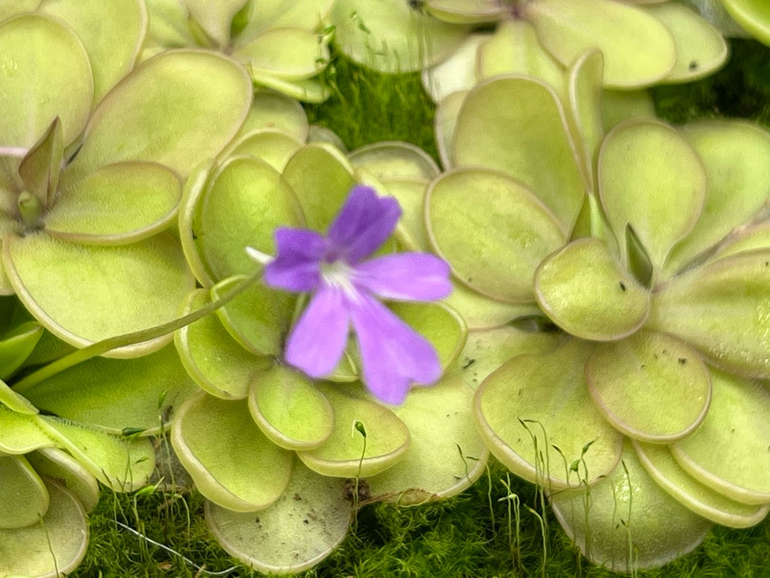 Pinguicula emarginata x elizabethiae