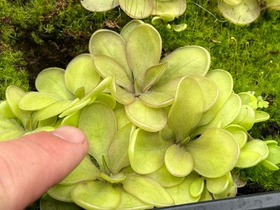 Pinguicula emarginata x elizabethiae