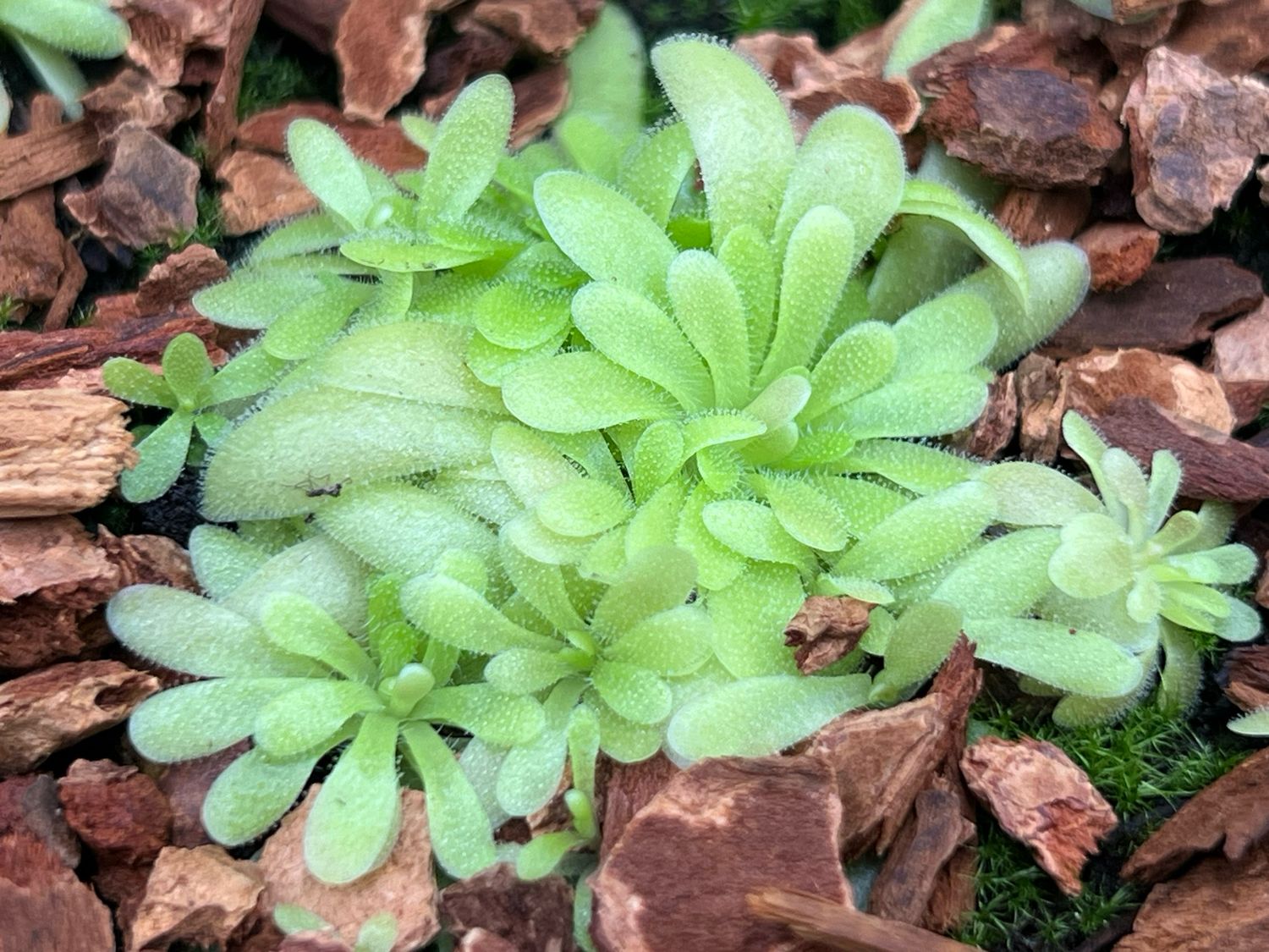Pinguicula gypsicola x sethos