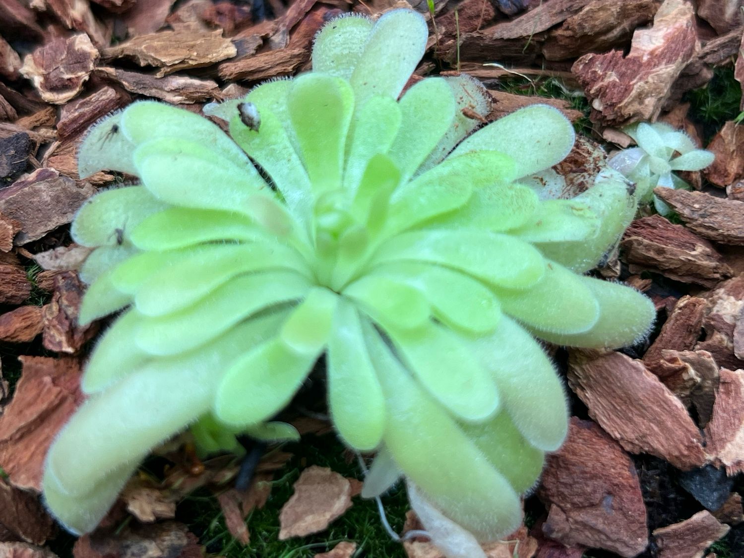 Pinguicula gypsicola x sethos