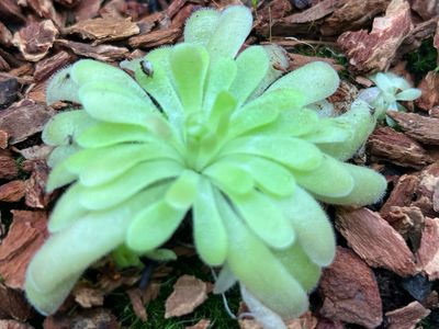 Pinguicula gypsicola x sethos