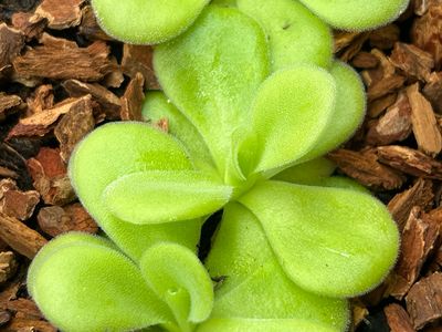 Pinguicula agnata ‘El Lobo’ 