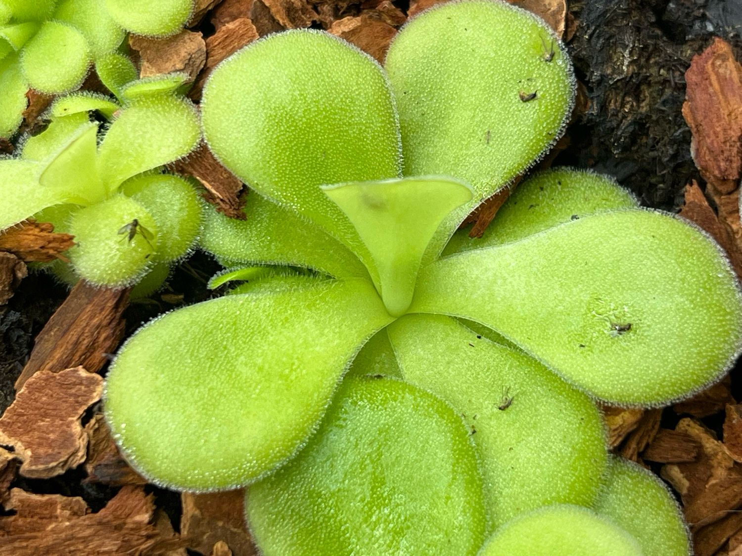 Pinguicula agnata ‘El Lobo’ 