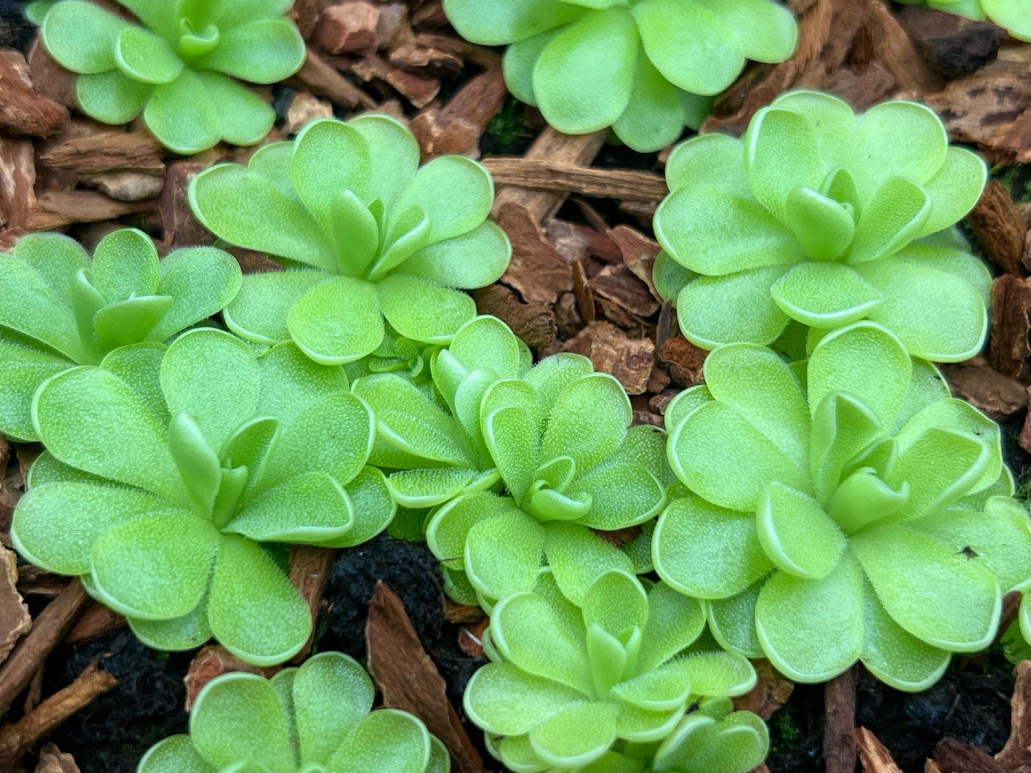 Pinguicula ibarrae x guatemala 