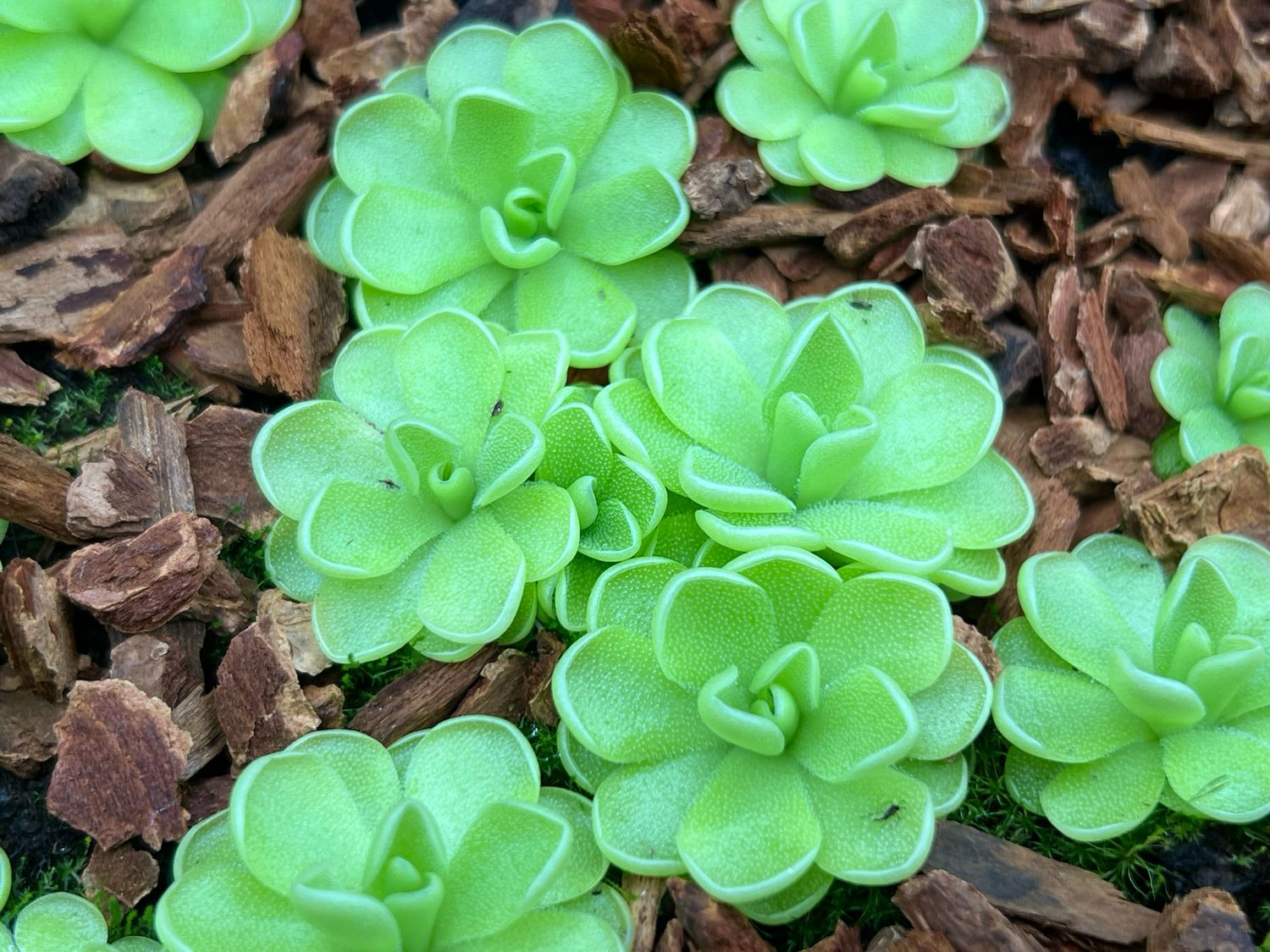 Pinguicula ibarrae x guatemala 