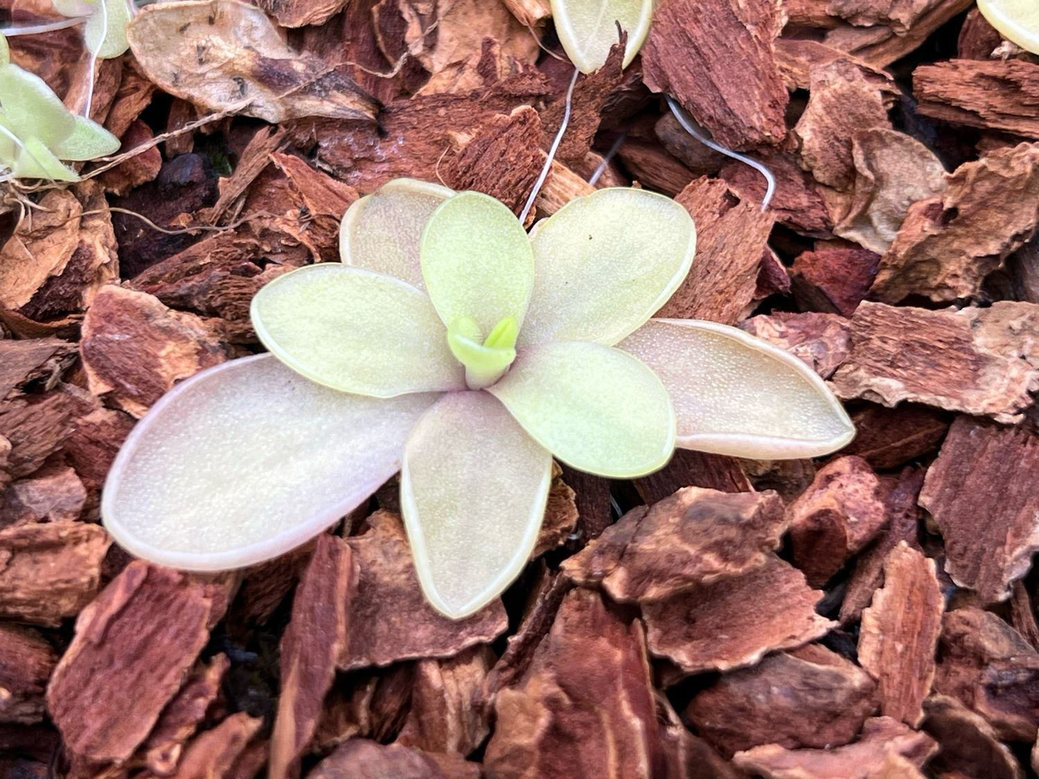 Pinguicula ‘Riva’  (small) Limited!