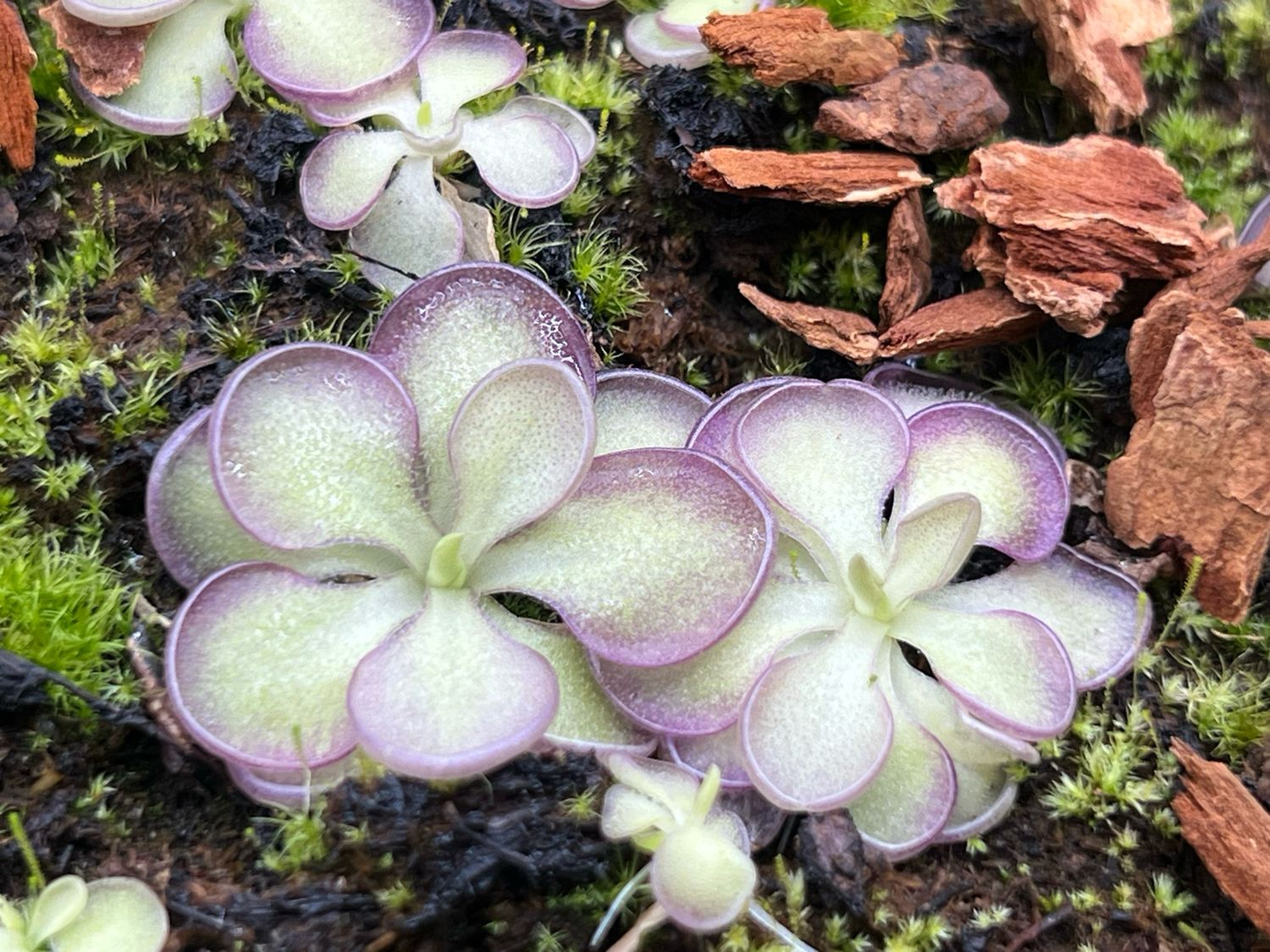 Pinguicula Lilac Lollipop (small) Limited!