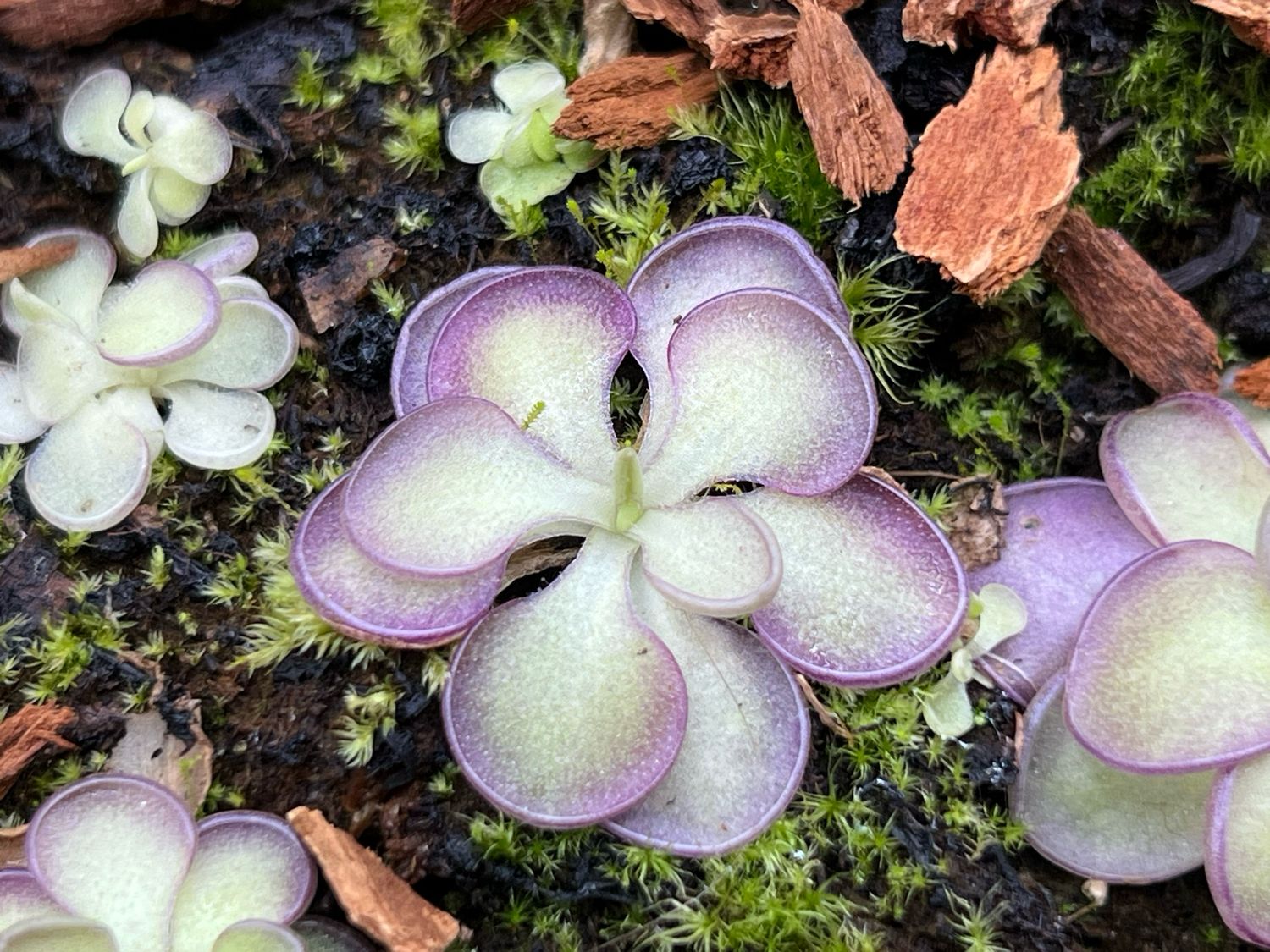 Pinguicula Lilac Lollipop (small) Limited!