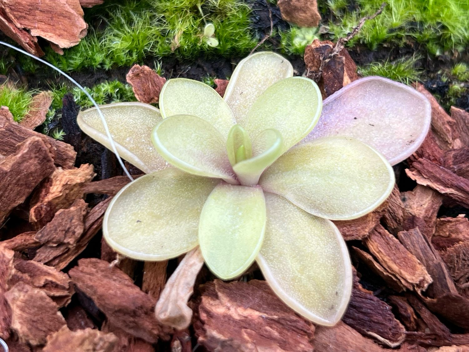 Pinguicula ‘Riva’  (small) Limited!
