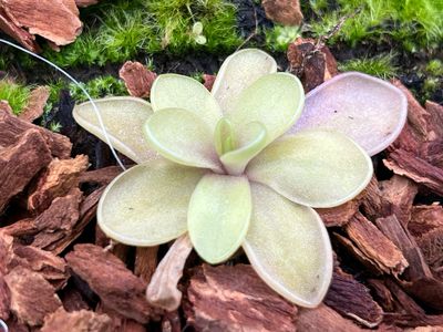 Pinguicula ‘Riva’  (small) Limited!