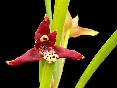Maxillaria tenuifolia Orchid - In Bloom Now!