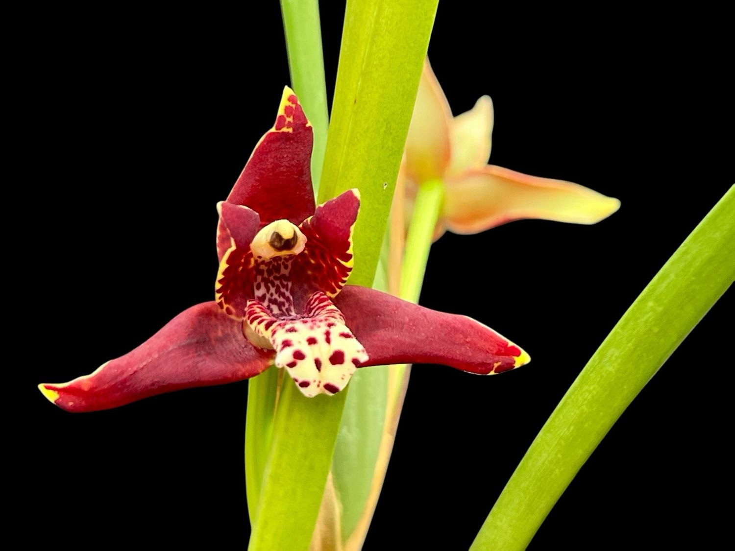 Maxillaria tenuifolia Orchid - In Bloom Now!