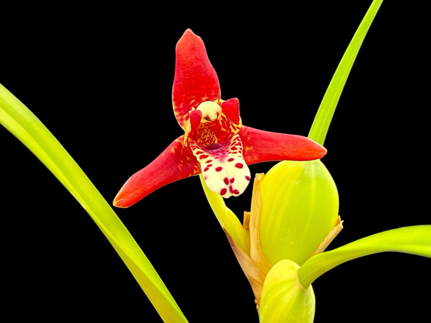 Maxillaria tenuifolia variegated Orchid