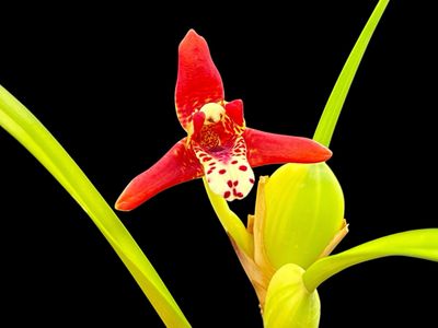 Maxillaria tenuifolia variegated Orchid