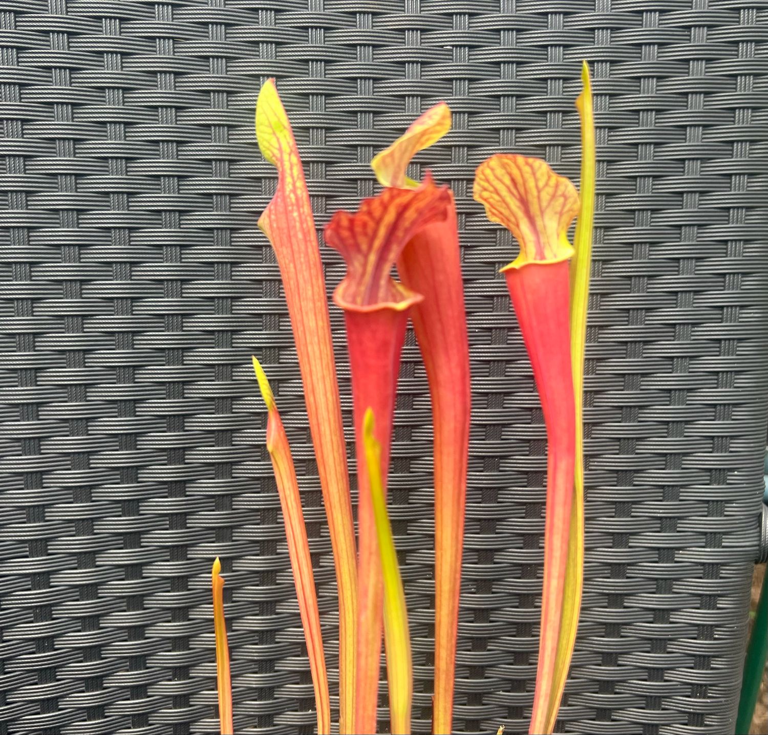 Sarracenia “Phil’s Clone 5” x ‘Prince of Darkness’