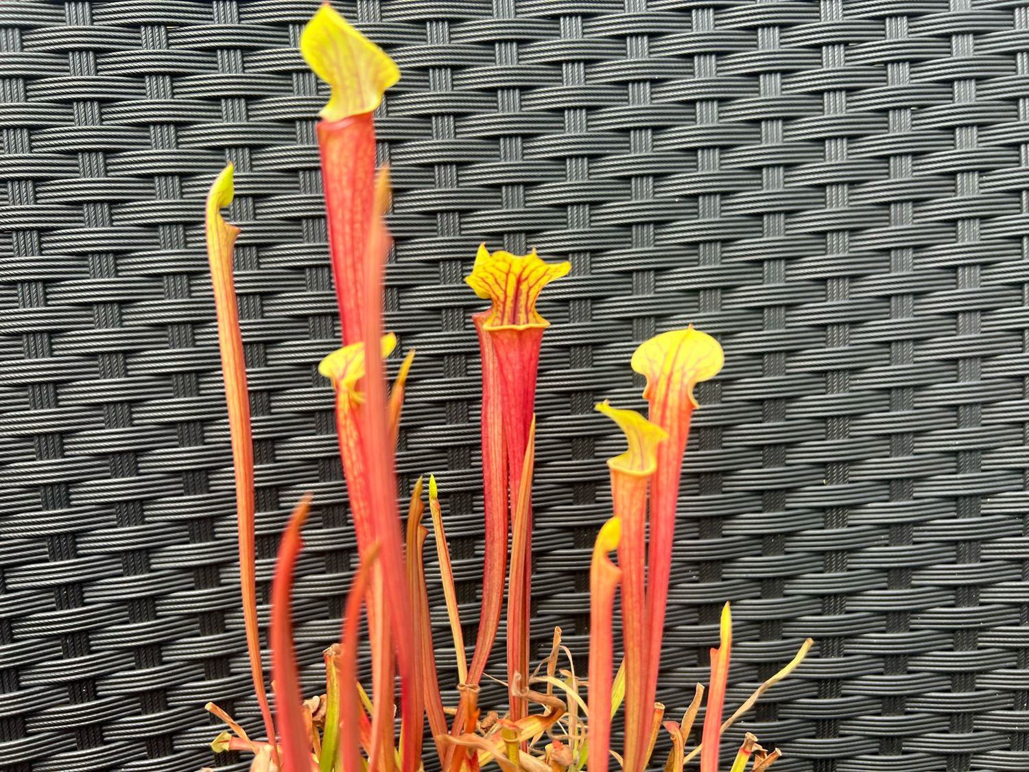 Sarracenia flava rubricorpora x ‘ Black Window’