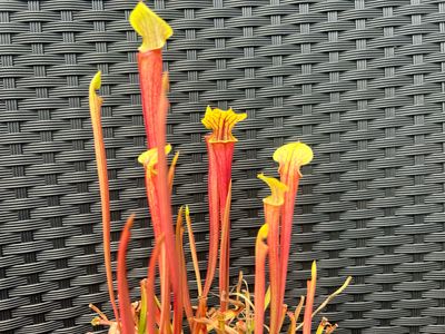 Sarracenia flava rubricorpora x ‘ Black Window’
