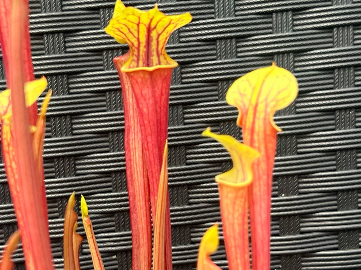 Sarracenia flava rubricorpora x ‘ Black Widow’