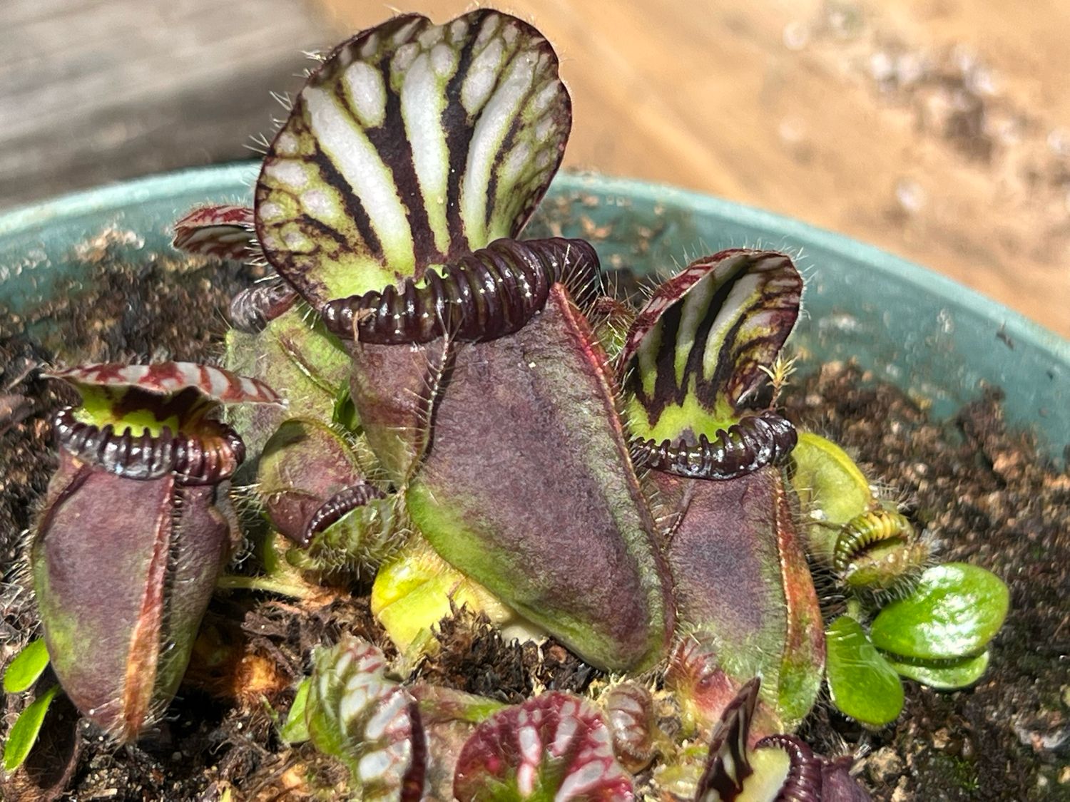 Cephalotus - “Urban Bog” Clone