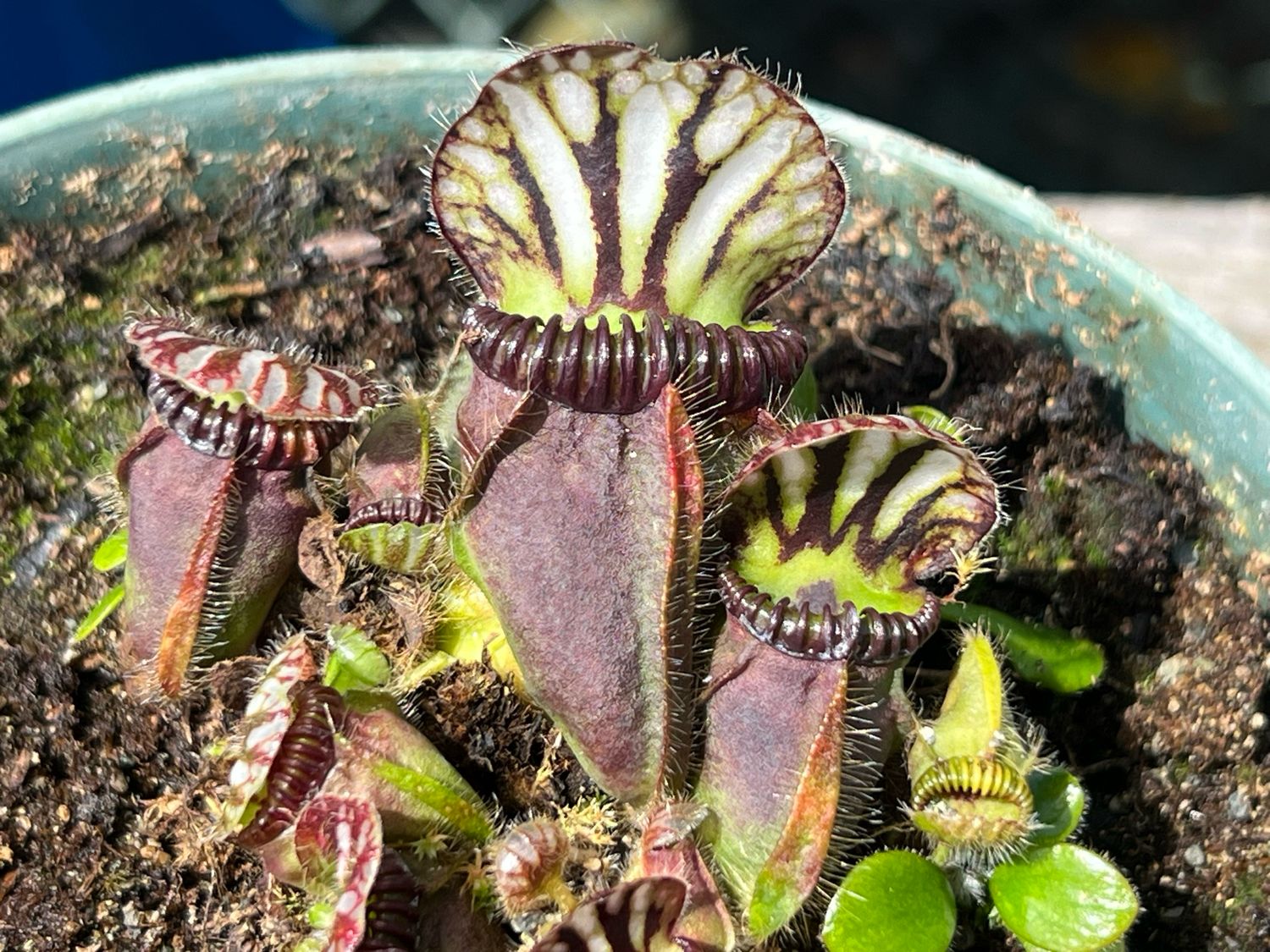 Cephalotus - “Urban Bog” Clone