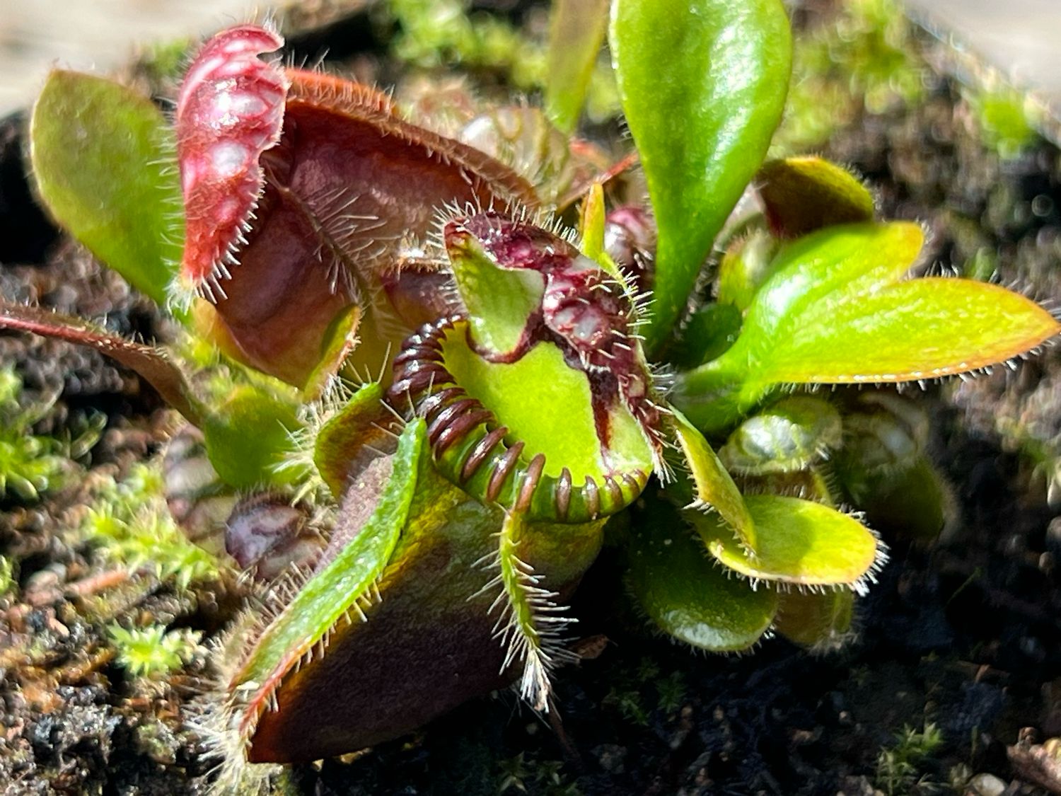 Cephalotus - “BCP Vigorous Clone”