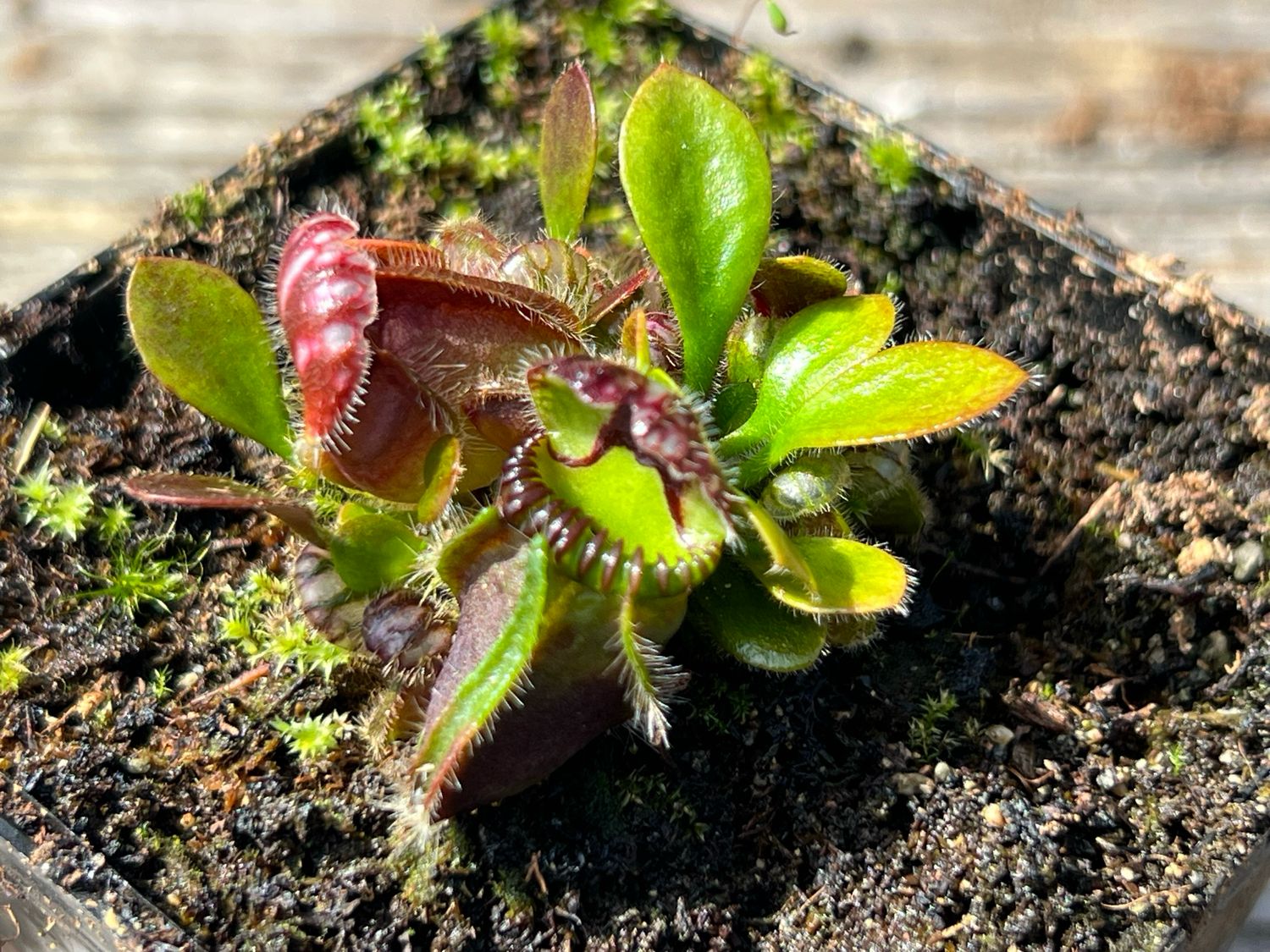 Cephalotus - “BCP Vigorous Clone”
