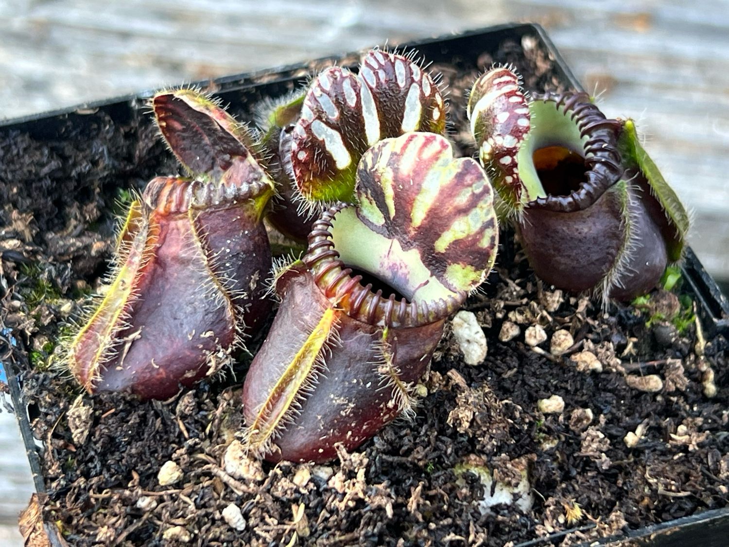 Cephalotus - Kalgan River