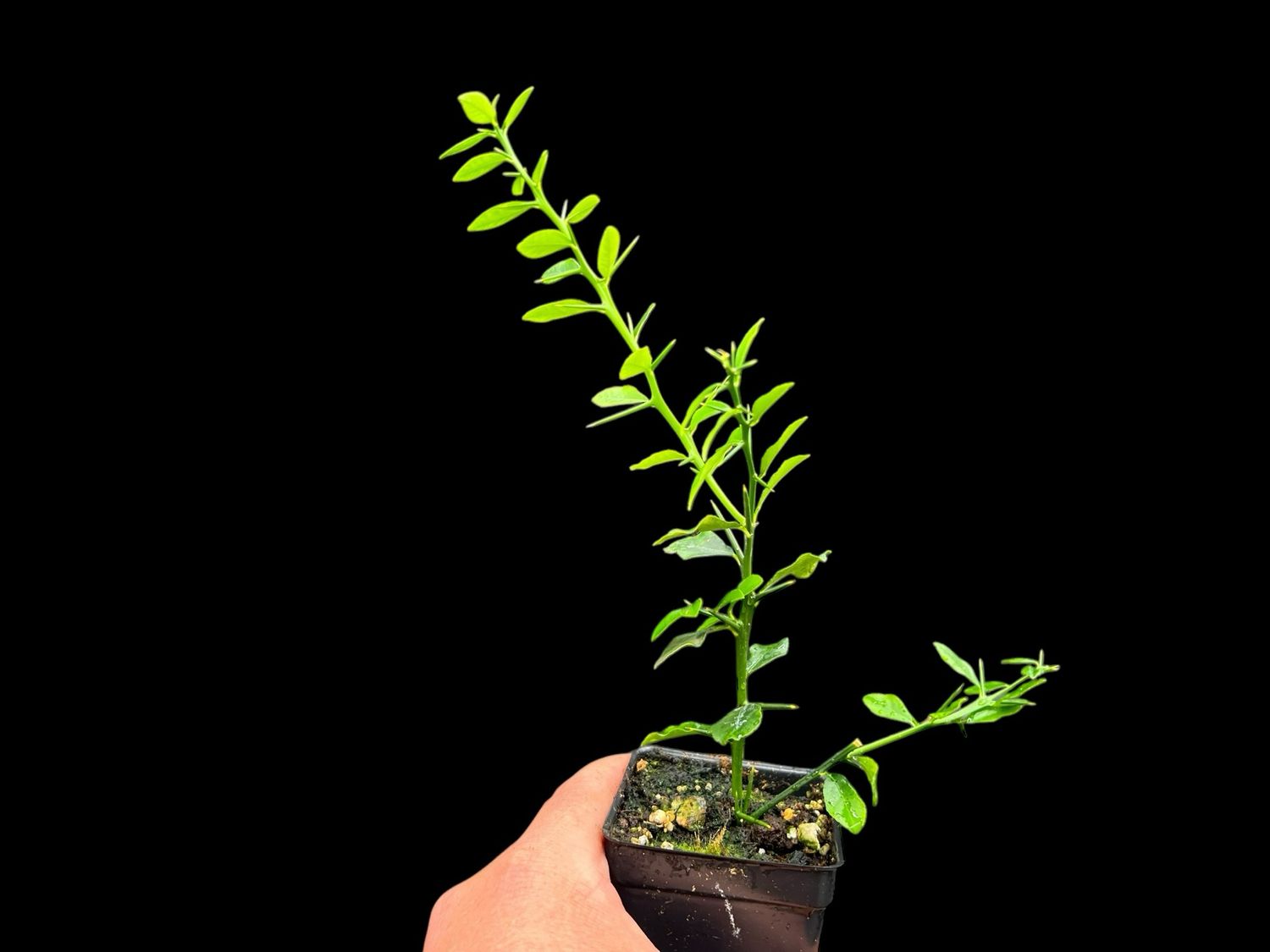 Finger Lime x Key Lime Citrus - (Rooted Cuttings) Limited! Rare!