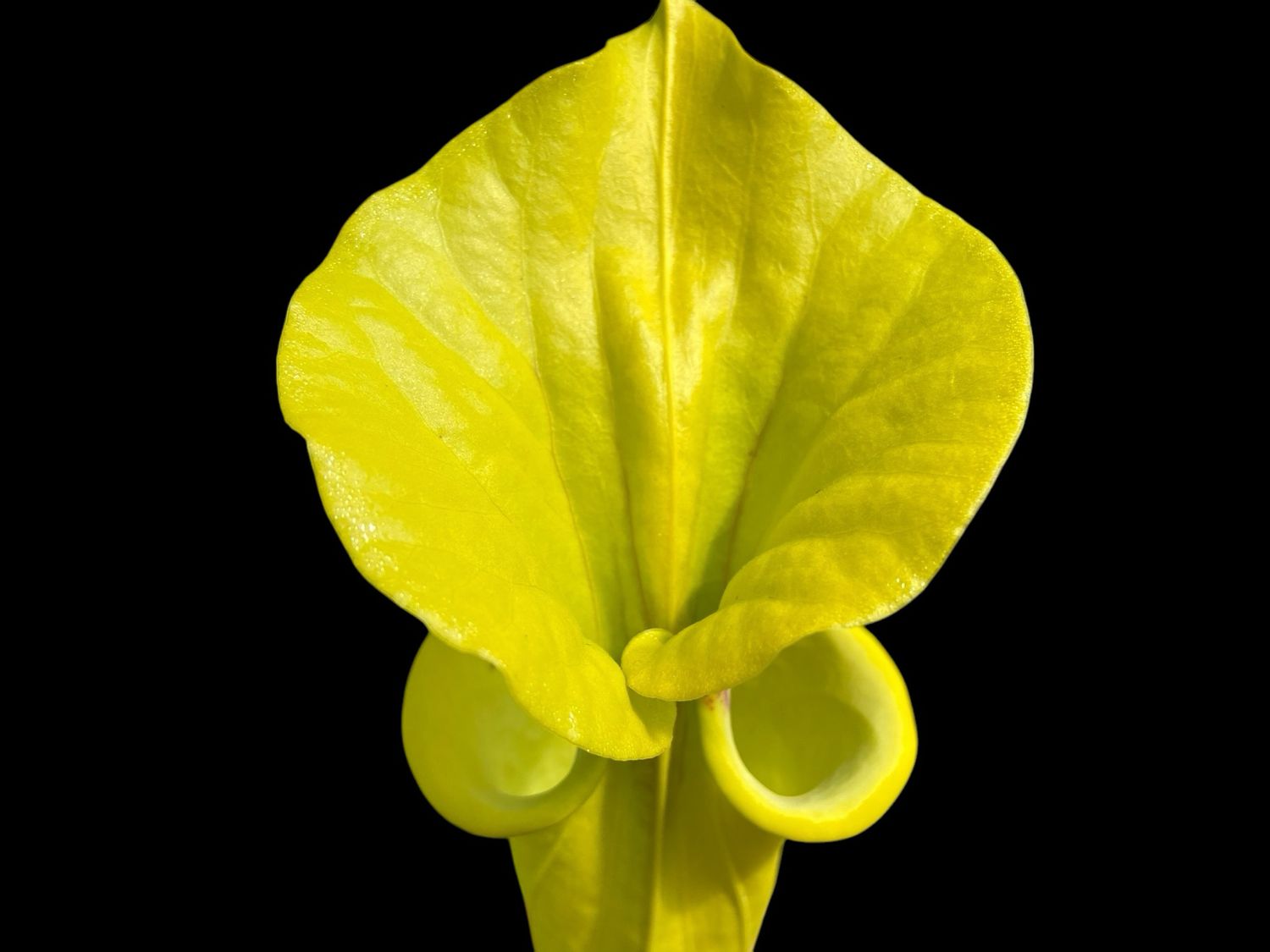 Sarracenia flava ‘Goldie’ MK F257 - Divisions 