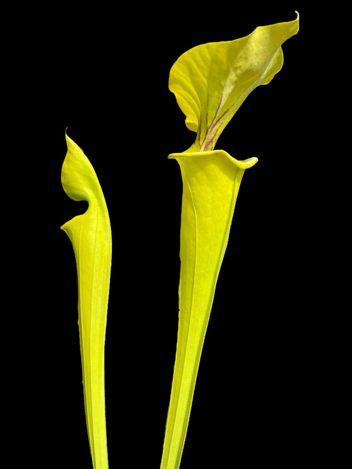 Sarracenia flava ‘Goldie’ MK F257 - Divisions 