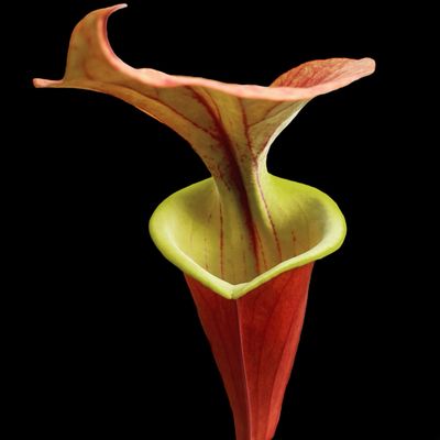 Sarracenia flava ‘Waccamaw’ - Divisions 