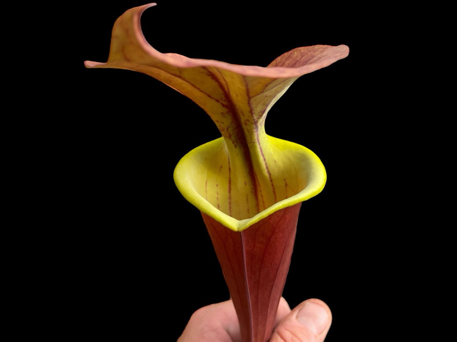 Sarracenia flava ‘Waccamaw’ - Divisions 