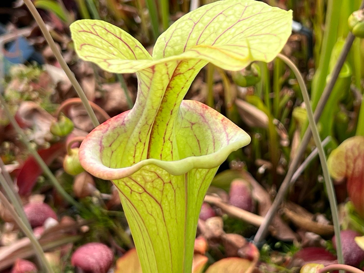 Sarracenia oreophila “Sand Mountain” x  ‘Adrian Slack’