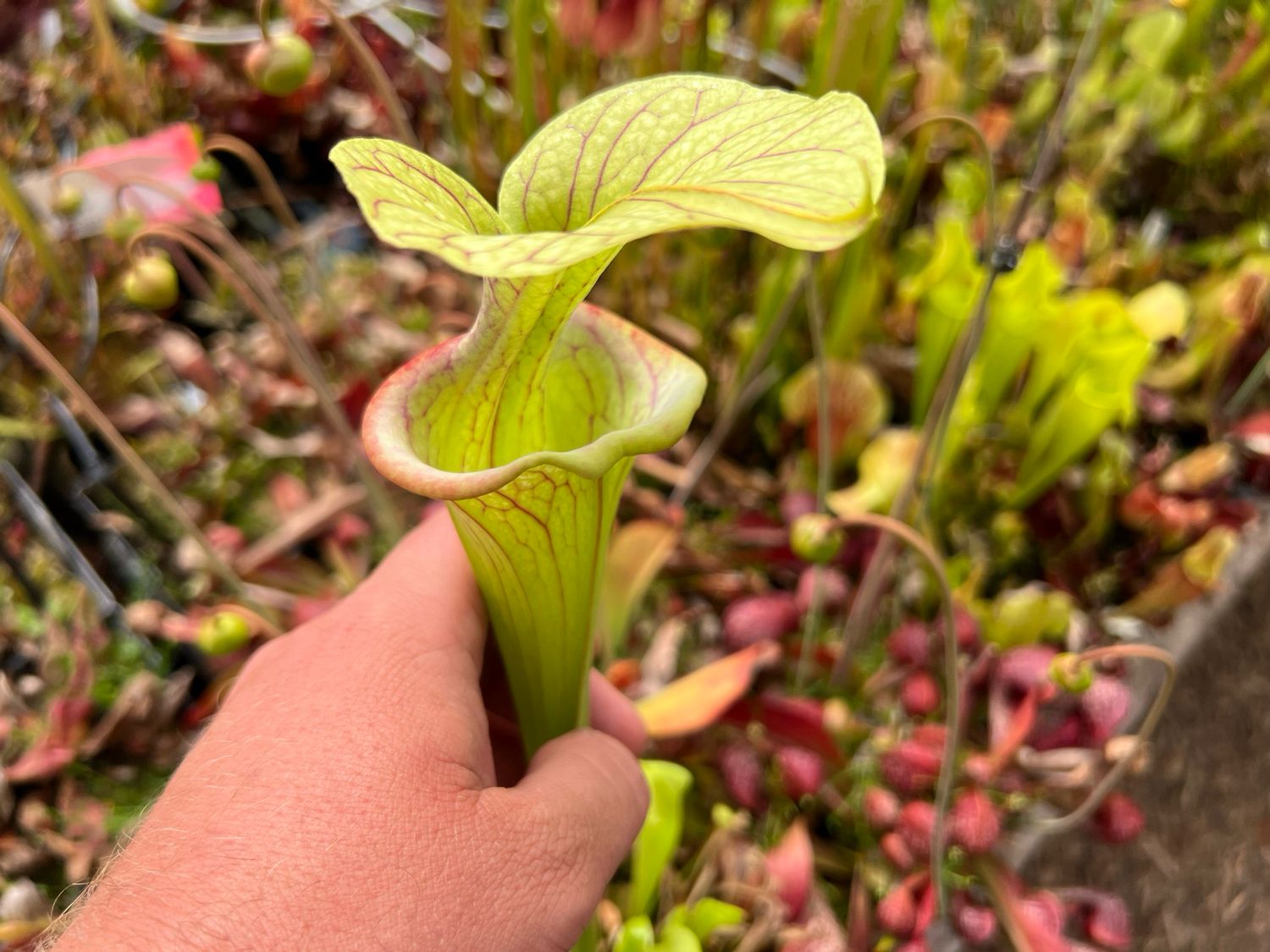 Sarracenia oreophila “Sand Mountain” x  ‘Adrian Slack’