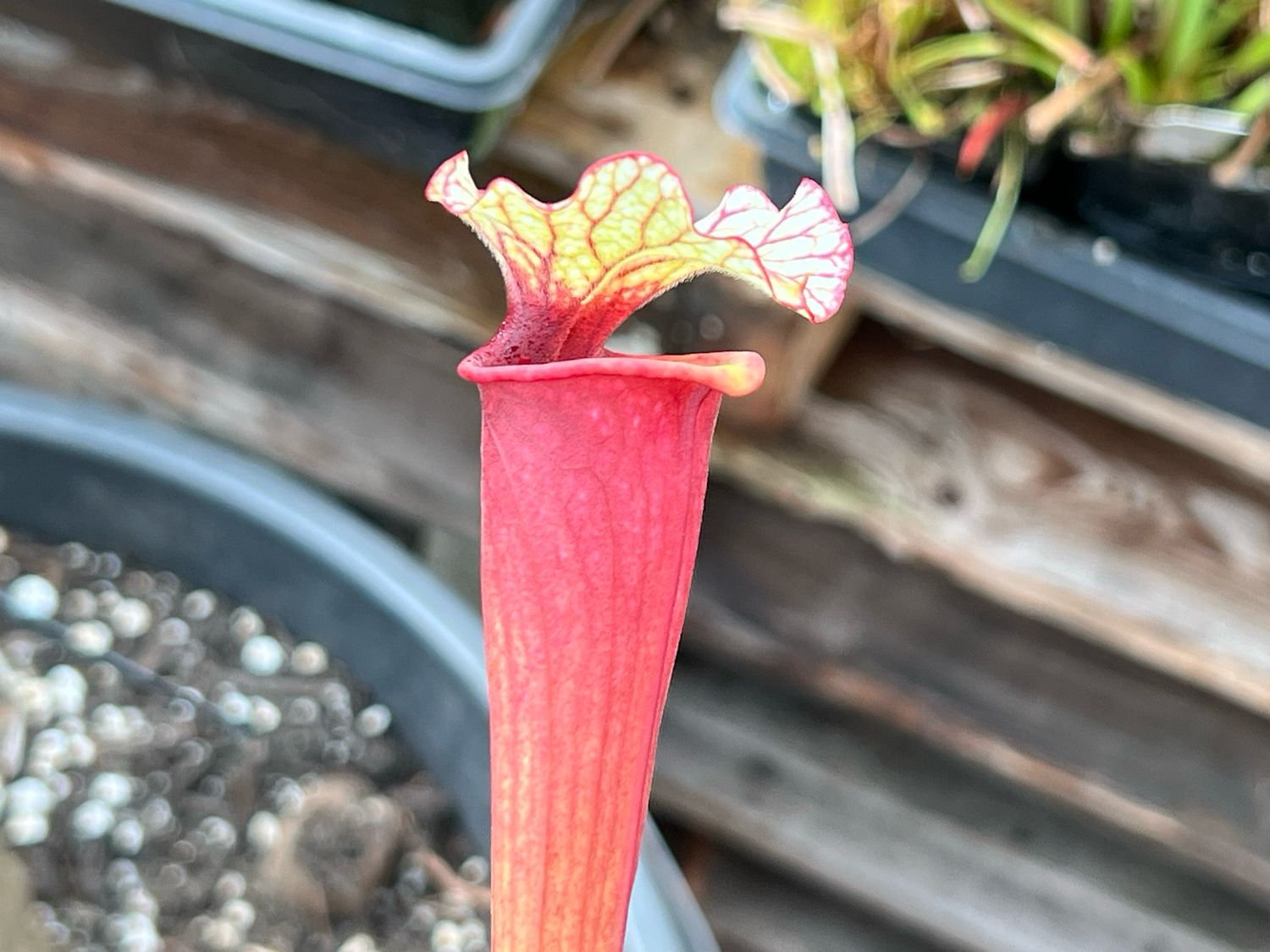 Sarracenia Victor Morley x Leah Wilkerson