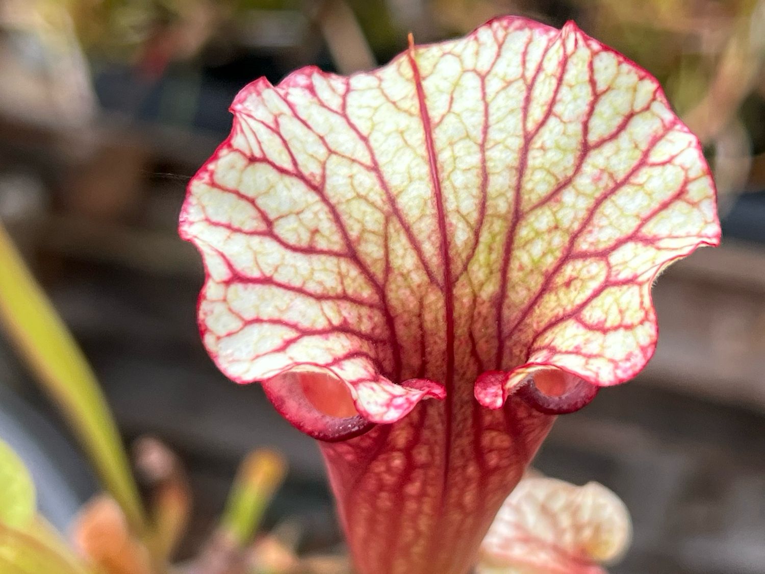 Sarracenia Victor Morley x Leah Wilkerson