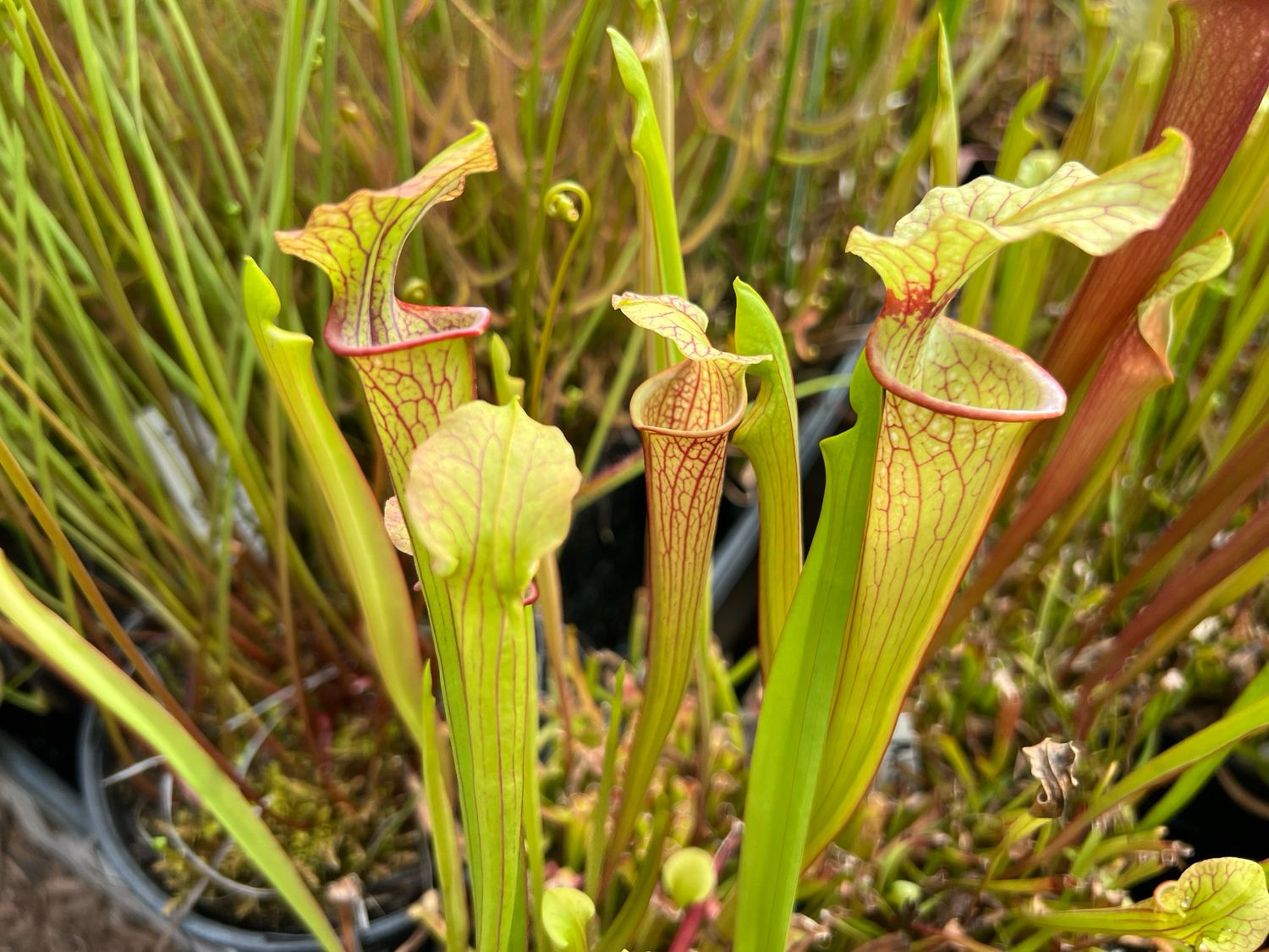 Sarracenia Leucophylla ‘Purple Lips’ x “Phil’s Ornata”
