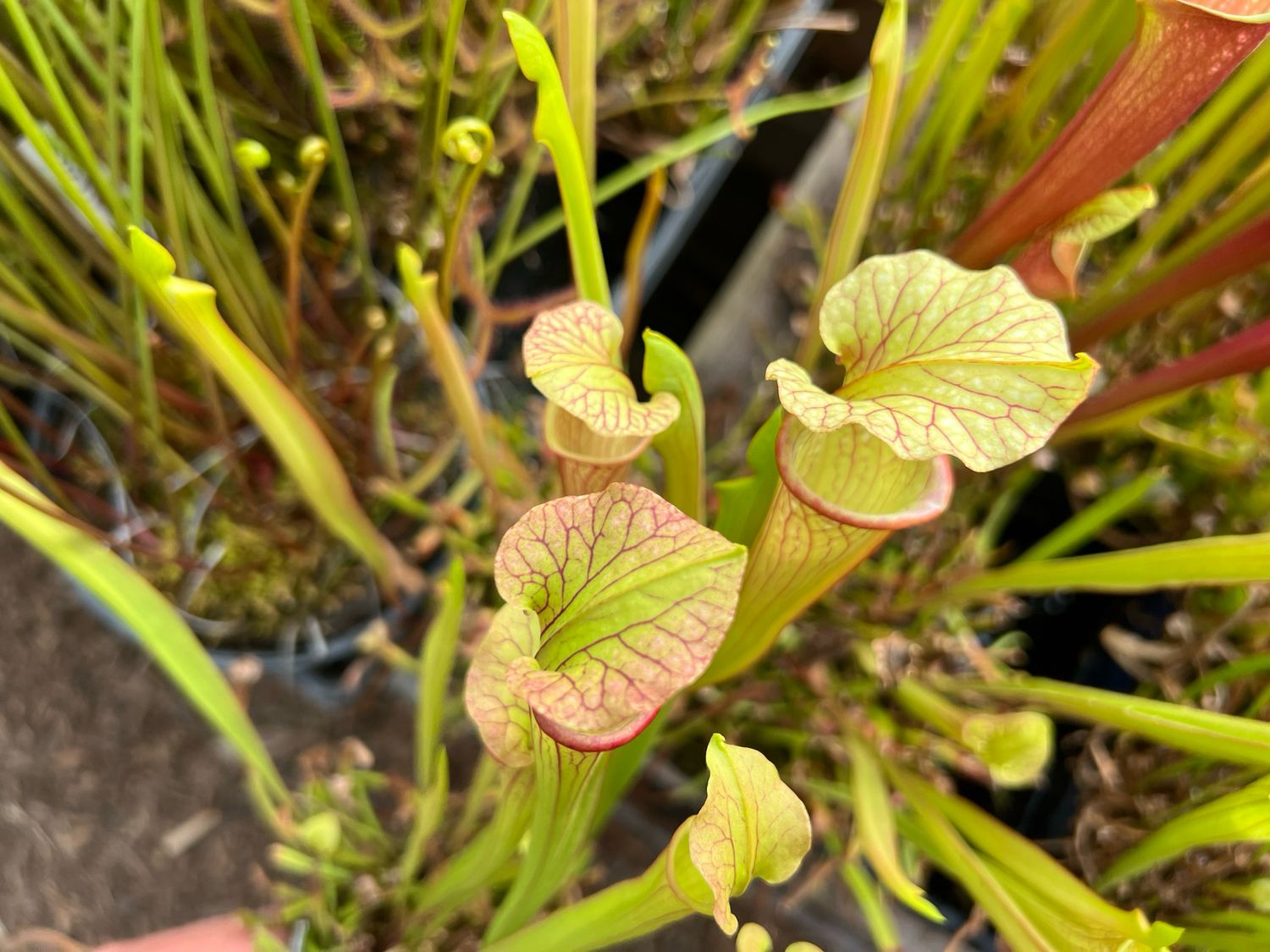 Sarracenia Leucophylla ‘Purple Lips’ x “Phil’s Ornata”