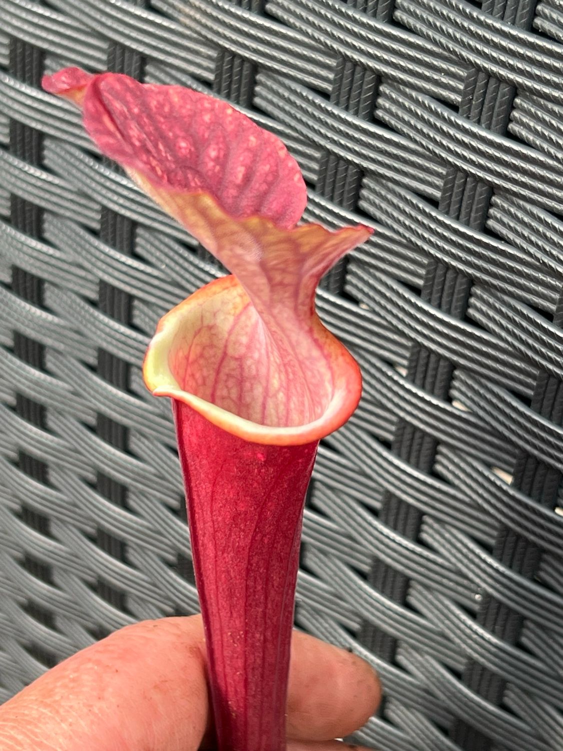 Sarracenia “Phil’s Clone 5” x ‘Prince of Darkness’